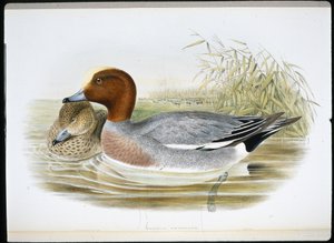 ウイジョン（マレカ・ペネロープ）（手彩色リトグラフ 作： John (after) Gould