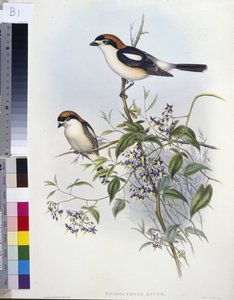 ウッドチャット・モズ（Enneoctonus Rufus）（手彩色のリトグラフ版 作： John (after) Gould