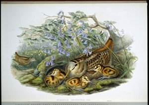 ウッドコック（Scolopax Rusticola）（手彩色のリトグラフ版 作： John (after) Gould