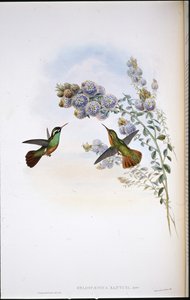 ザントゥスのハミングバード（Heliopaedica Xantusi）（手彩色リトグラフ版 作： John (after) Gould
