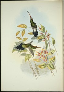 ヤルキアンハーミット（手彩色リトグラフ 作： John (after) Gould