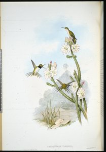 ヤレルのラケットテール（Calothorax yarrelli）（手彩色リトグラフ 作： John (after) Gould