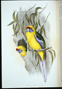 イエローベルド・インコ（手彩色リトグラフ