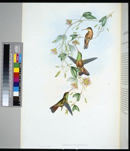 ユカタン・アマージリ（amazilia yucatanensis）（手彩色リトグラフ 作： John (after) Gould