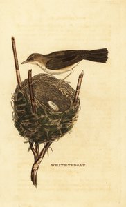 コガネムシクイ、シルビア・クルカ、巣と卵 作： John (after) Latham