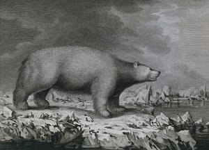 ジェームス・クックの第3回航海中にジョン・ウェバー（1750-1793）が描いた絵をピーター・マゼルが彫ったホッキョクグマ。