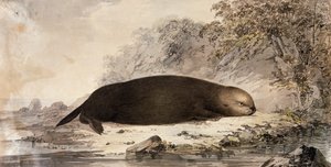 ラッコ、ジョン・ウェバー（1750-1793）がジェームズ・クックの第3回航海中に描いた絵を元にした彫刻。 作： John (after) Webber