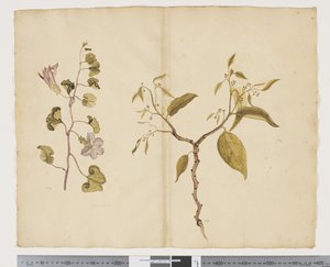 F.13 Ipomea Pes、ヤギ。 Celtis paniculata、c.1790-95（紙に水彩とインク） 作： ジョン（attr。to）ドゥーディ