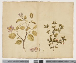 F.15ラグナリア・パテルソニア; Alyxia gynopogon、c.1790-95（紙に水彩とインク） 作： ジョン（attr。to）ドゥーディ
