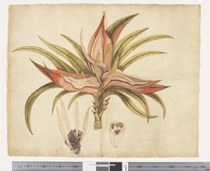 F.1 Freycinetia baueriana、c.1790-95（紙に水彩とインク） 作： ジョン（attr。to）ドゥーディ