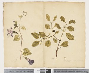 F.24 Ipomoea congesta; Elaeodendron curtipendulum、c.1790-95（紙に水彩とインク） 作： ジョン（attr。to）ドゥーディ