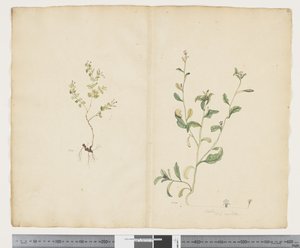 F.25 Euphorbia sparrmannii; Lobelia alata、c.1790-95（紙に水彩とインク） 作： ジョン（attr。to）ドゥーディ