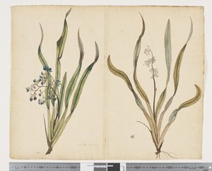 F.29 ディアネラ・インターメディア、1790～95年頃（紙に水彩とインク）
