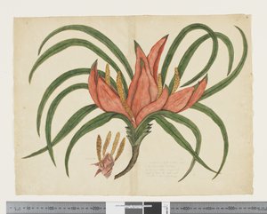 F.36 Freycinetia baueriana、c.1790-95（紙に水彩とインク） 作： John (attr. to) Doody