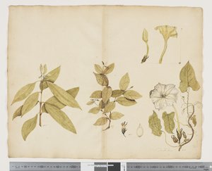 F.6 ウィクストロミア・オーストラリス; Ipomea、c.1790-95（紙に水彩とインク） 作： ジョン（attr。to）ドゥーディ