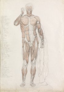 解剖学的研究：Contrappostoにおける人間の筋肉 作： John Bathe