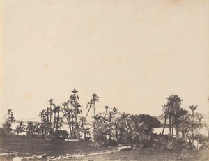 椰子の木の研究、ナイル川岸、カラブシ、1853-54年。 作： John Beasley Greene