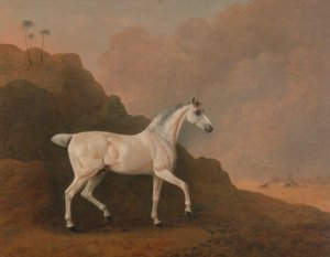 砂漠の風景の中の灰色のアラブ種牡馬 作： John Boultbee