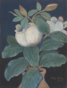 マグノリアの花、1933 作： John Breckinridge Martin
