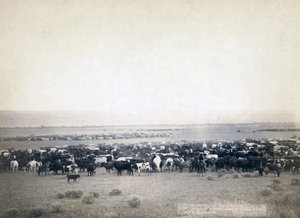 牛を飼うカウボーイたち（サウスダコタ州、1890年頃）（モノクロ写真