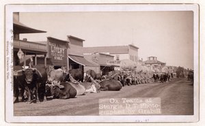 1887〜1892年頃のD.T.スタージスでの牛チーム（写真 作： John C. H. Grabill
