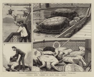 HMS Jumnaのボード上の家のカメをもたらす 作： John Charles Dollman