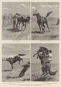 クイーンズランド州の牧場 作： John Charles Dollman