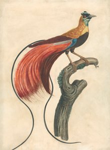 赤羽の極楽鳥 (Paradise Apoda Raggiana)、ニューギニア南東部 作： John Collet