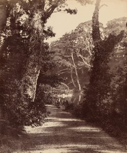 ペンラーゲア渓谷の森、アッパーレイク。1852年（写真） 作： ジョン・ディルウィン・ルウェリン