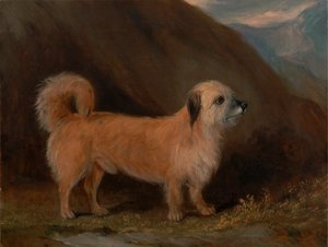 Dandie Dinmont Terrieri