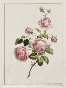 自然の後に描かれた花のコレクション-キャベツ州ローズ、1801年。 作： John Edwards