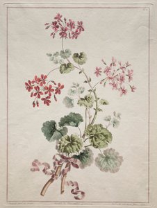 自然が描く花々コレクション 第6回 緋色と斑入りのゼラニウム 作： John Edwards