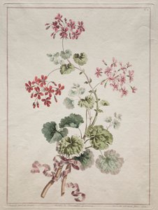 自然から引き出された花のコレクション：No. 6-緋色の斑入りゼラニウム、1801年。 作： John Edwards