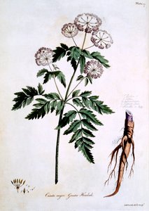 グレーターヘムロック[チクタメジャー]、ジョンエドワーズによる「The British Herbal」のイラスト、1770年3月発行 作： John Edwards