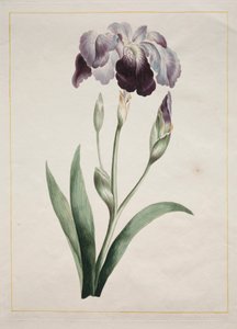 日本のアイリスラージブルーアイリス、1801。 作： John Edwards