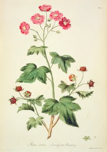 ラズベリー: スイート カナダ (pl.45) ジョン エドワーズ (fl.1763-1812) 作「The British Herbal...」より 作： John Edwards