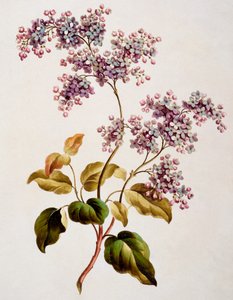 スコッチライラック、1793年公開