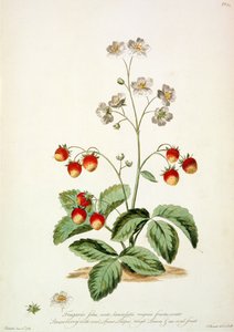 ストロベリー: 楕円形の槍の形をした粗い葉と、「The British Herbal...」の楕円形の果実 作： John Edwards
