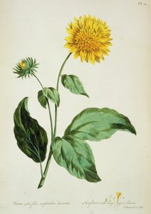 ヒマワリ: 「The British Herbal...」の大きなギザギザの葉 (コロナ) 作： John Edwards