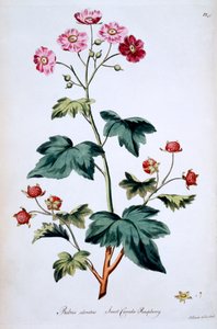 スウィートカナダラズベリー[Rubus odoratus]、ジョンエドワーズの「The British Herbal」のイラスト、1770年3月発行