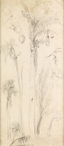 ヤシの木（紙に鉛筆） 作： John Everett Millais