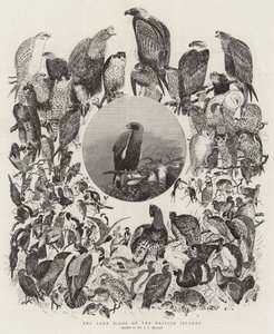 イギリス諸島の陸鳥 作： John Everett Millais
