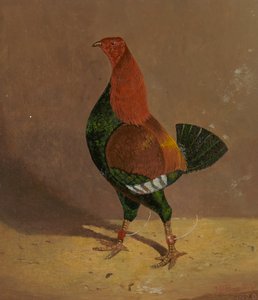 ファイティング コック: 黒胸のファイティング コック、左向き 作： John Frederick Herring
