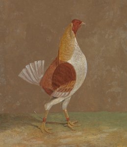闘鶏：胸の白い闘鶏、右向き