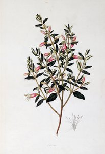 コレア・リフレクサ、ジョン・フレデリック・ミラー (1759-1796) 作 作： John Frederick Miller