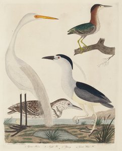 青鷺、夜鷺、若鷺、大白鷺、1808年～1814年に出版されたものです。 作： John G. Warnicke