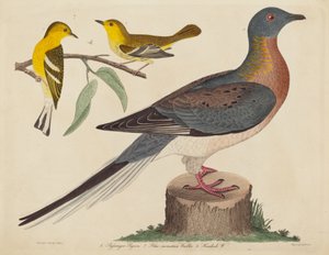 Passenger Pigeon、Blue-mountain Warbler、および Hemlock Warbler、1808 ～ 1814 年に発行。 作： John G. Warnicke