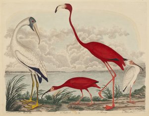 木のトキ、緋のトキ、フラミンゴ、白のトキ、1808年から1814年に出版された。 作： John G. Warnicke