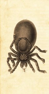 Pinktoe タランチュラ、Avicularia avicularia。 ,1800年（刻印） 作： John Gabriel Stedman