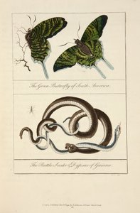 南米のアオタテハとギアナのガラガラヘビとディプサス 作： John Gabriel Stedman